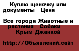 Куплю щенячку или документы › Цена ­ 3 000 - Все города Животные и растения » Собаки   . Крым,Джанкой